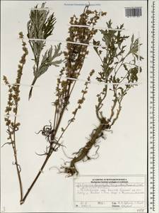 Artemisia leucophylla (Turcz. ex Besser) C. B. Clarke, Siberia, Central Siberia (S3) (Russia)