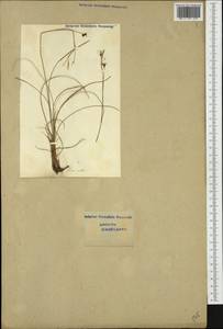 Carex alba Scop., Western Europe (EUR) (Switzerland)