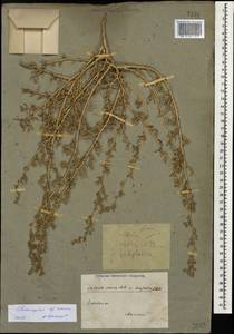 Climacoptera crassa M. Bieb., Caucasus, Armenia (K5) (Armenia)