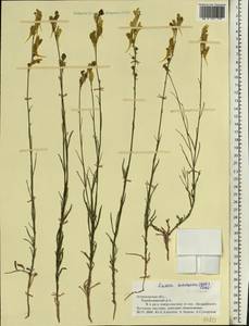 Linaria macroura (M. Bieb.) M. Bieb., Eastern Europe, Lower Volga region (E9) (Russia)