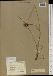 Allium angulosum L., Eastern Europe, North Ukrainian region (E11) (Ukraine)