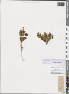 Krascheninnikovia ceratoides (L.) Gueldenst., Middle Asia, Karakum (M6) (Turkmenistan)