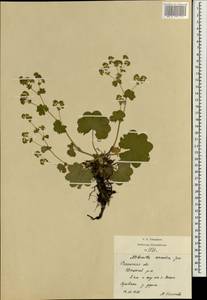 Alchemilla sarmatica Juz., Eastern Europe, Central region (E4) (Russia)