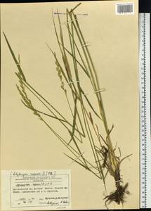 Elymus repens (L.) Gould, Siberia, Central Siberia (S3) (Russia)