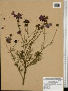 Cosmos bipinnatus Cav., Eastern Europe, Central region (E4) (Russia)