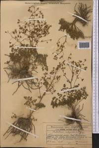 Thalictrum isopyroides C. A. Mey., Middle Asia, Western Tian Shan & Karatau (M3) (Kazakhstan)