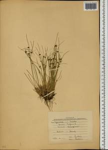 Oreojuncus trifidus (L.) Záv. Drábk. & Kirschner, Eastern Europe, Northern region (E1) (Russia)