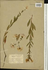Oenothera biennis L., Eastern Europe, Belarus (E3a) (Belarus)