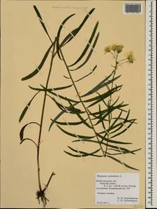 Hieracium umbellatum L., Eastern Europe, Volga-Kama region (E7) (Russia)
