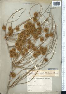 Calligonum caput-medusae Schrenk, Middle Asia, Syr-Darian deserts & Kyzylkum (M7)