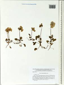 Viola altaica Ker Gawl., Siberia, Central Siberia (S3) (Russia)