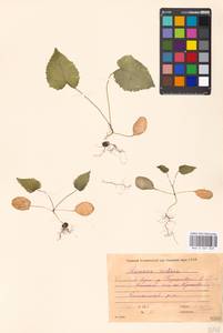 Lunaria rediviva L., Eastern Europe, Moscow region (E4a) (Russia)