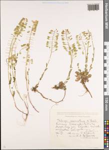 Noccaea macrantha (Lipsky) F.K. Mey., Caucasus, Krasnodar Krai & Adygea (K1a) (Russia)