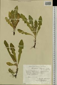 Taraxacum longicorne Dahlst., Siberia, Chukotka & Kamchatka (S7) (Russia)