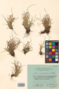 Carex micropoda C.A.Mey., Siberia, Chukotka & Kamchatka (S7) (Russia)