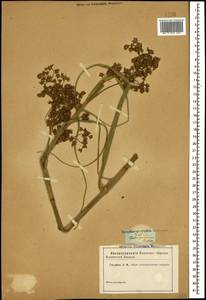 Cladium mariscus (L.) Pohl, Caucasus (no precise locality) (K0)