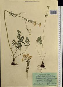 Thalictrum petaloideum L., Siberia, Baikal & Transbaikal region (S4) (Russia)