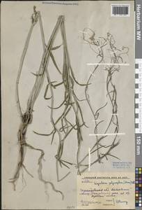 Sisymbrium polymorphum (Murray) Roth, Eastern Europe, Lower Volga region (E9) (Russia)