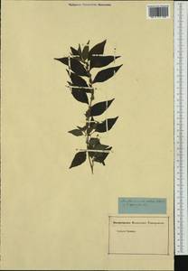 Parietaria officinalis L., Western Europe (EUR) (Not classified)
