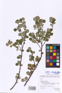 Betula intermedia (Hartm.) E.Thomas ex Gaudin, Eastern Europe, Northern region (E1) (Russia)