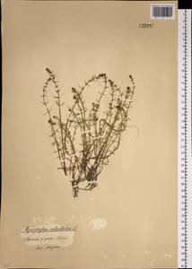 Myriophyllum verticillatum L., Siberia, Baikal & Transbaikal region (S4) (Russia)