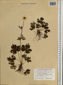 Ranunculus propinquus C. A. Mey., Siberia, Altai & Sayany Mountains (S2) (Russia)
