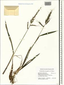 Echinochloa crus-galli (L.) P.Beauv., Crimea (KRYM) (Russia)