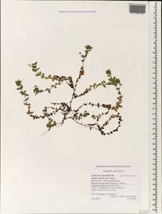 Lysimachia arvensis subsp. arvensis, Africa (AFR) (Portugal)