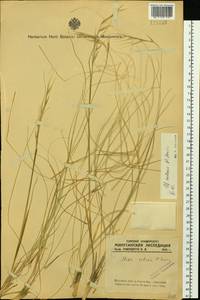 Stipa zalesskyi Wilensky ex Grossh., Siberia, Altai & Sayany Mountains (S2) (Russia)