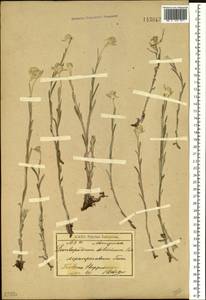 Leontopodium leontopodioides (Willd.) Beauverd, Siberia, Baikal & Transbaikal region (S4) (Russia)