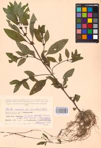 MHA 0 158 115, Mentha arvensis L., Eastern Europe, Western region (E3) (Russia)