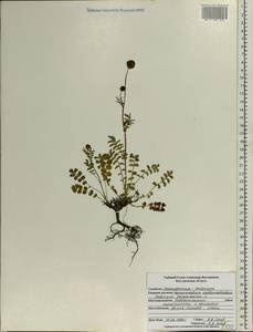 Poterium sanguisorba, Eastern Europe, Central forest-and-steppe region (E6) (Russia)