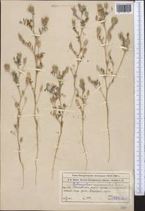 Astragalus sesamoides Boiss., Middle Asia, Muyunkumy, Balkhash & Betpak-Dala (M9) (Kazakhstan)