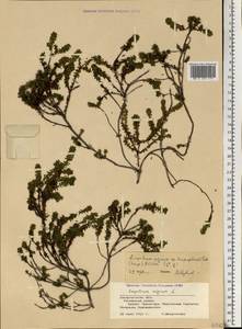 Empetrum nigrum L., Eastern Europe, West Ukrainian region (E13) (Ukraine)
