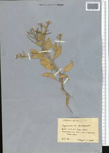 Strigosella africana (L.) Botsch., Middle Asia, Kopet Dag, Badkhyz, Small & Great Balkhan (M1) (Turkmenistan)