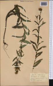 Pentanema salicinum (L.) D. Gut. Larr., Santos-Vicente, Anderb., E. Rico & M. M. Mart. Ort., Siberia, Altai & Sayany Mountains (S2) (Russia)
