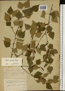 Betula pubescens Ehrh., Eastern Europe, Central forest-and-steppe region (E6) (Russia)