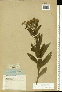 Senecio sarracenicus L., Eastern Europe, Lower Volga region (E9) (Russia)