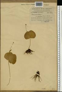 Ranunculus thora L., Eastern Europe, North Ukrainian region (E11) (Ukraine)