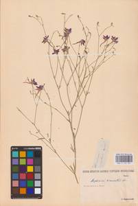 Delphinium consolida subsp. divaricatum (Ledeb.) A.Nyár., Eastern Europe, Lower Volga region (E9) (Russia)