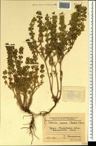 Sideritis montana subsp. montana, Crimea (KRYM) (Russia)