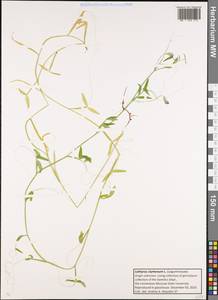 Lathyrus clymenum L., Botanic gardens and arboreta (GARD) (Russia)