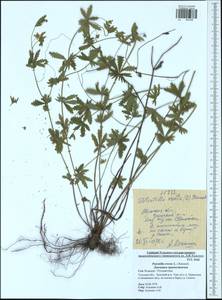 Potentilla erecta (L.) Raeusch., Eastern Europe, Central region (E4) (Russia)