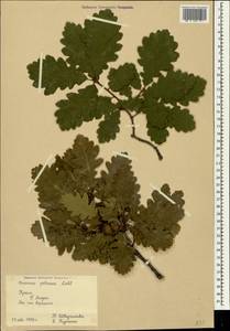 Quercus petraea (Matt.) Liebl., Crimea (KRYM) (Russia)