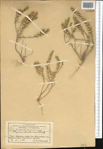 Alyssum turkestanicum Regel & Schmalh. ex Regel, Middle Asia, Western Tian Shan & Karatau (M3) (Kazakhstan)