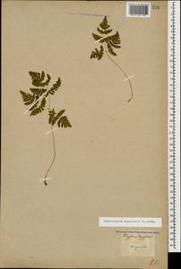 Gymnocarpium dryopteris (L.) Newm., Caucasus, Georgia (K4) (Georgia)