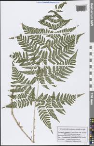 Dryopteris expansa (C. Presl) Fraser-Jenk. & Jermy, Eastern Europe, Middle Volga region (E8) (Russia)