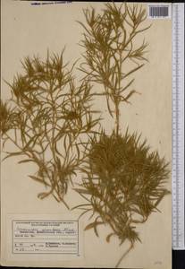 Ceratocarpus arenarius L., Middle Asia, Muyunkumy, Balkhash & Betpak-Dala (M9) (Kazakhstan)