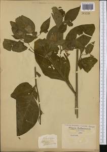 Atropa belladonna L., Western Europe (EUR) (Serbia)