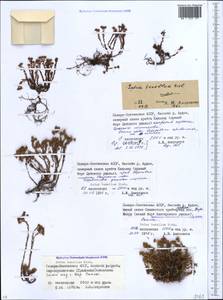 Sedum tenellum M. Bieb., Caucasus, North Ossetia, Ingushetia & Chechnya (K1c) (Russia)